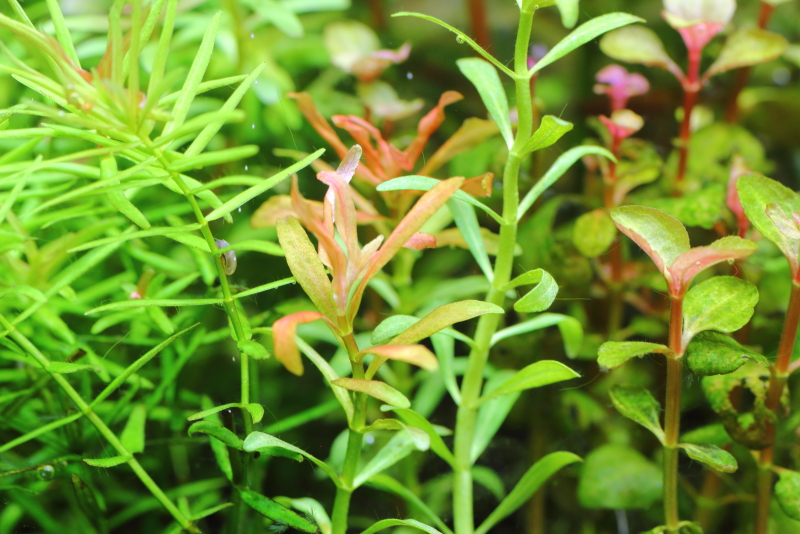 植栽から9日目　アラグアイア　レッドクロスプランツ